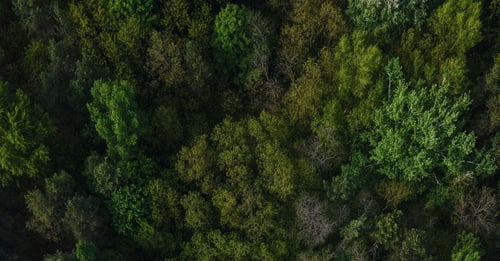 Production forecasting for timber inventory for Fritzøe Skoger