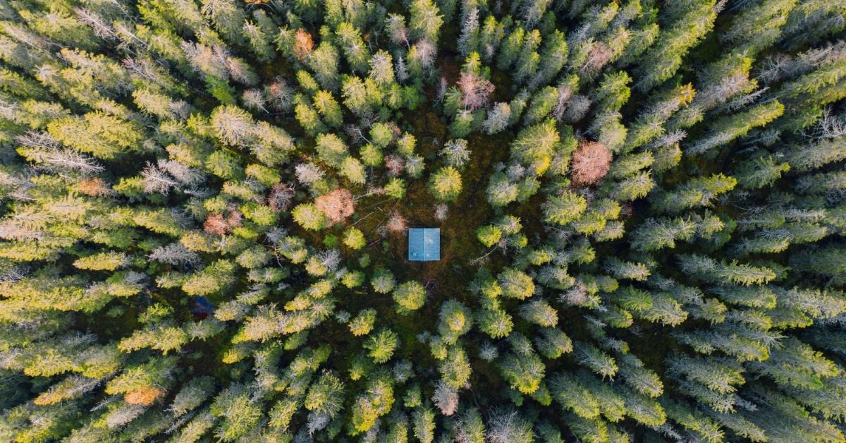 Updated forest management.. fi