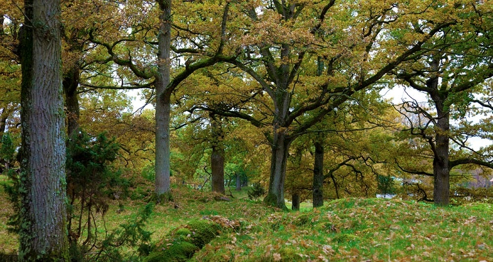 Field_Biological-Inventories-Investigations