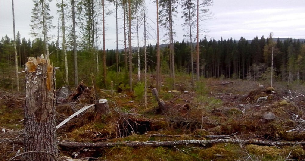 Field_Monitoring-Internal-Controls-Services-Sweden_edited