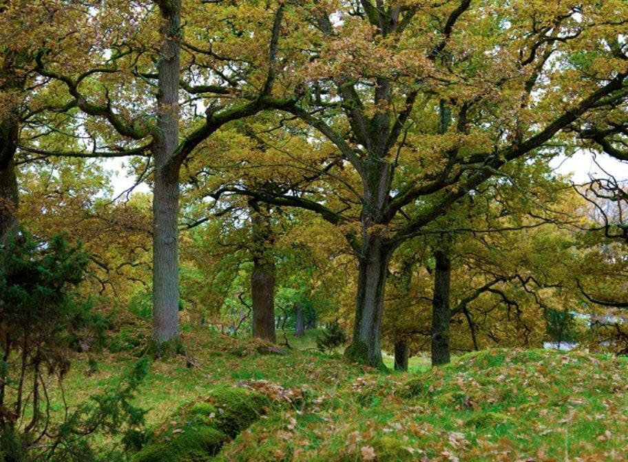 Biological inventories and surveys