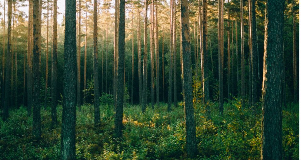 Forestry monitoring - Field